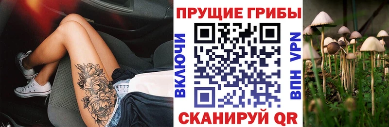 продажа наркотиков  Мосальск  Галлюциногенные грибы Psilocybine cubensis 